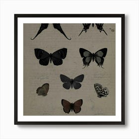 Butterflies Of The World 1 Art Print