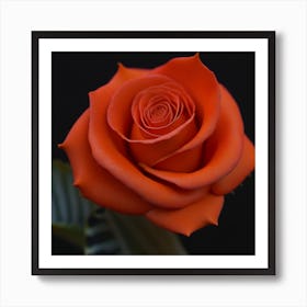 Orange Rose Art Print