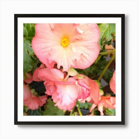 Begonias 4 Art Print