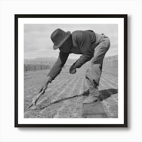 Salinas, California, Weeding Guayule Seedbeds In Nursery By Russell Lee Art Print