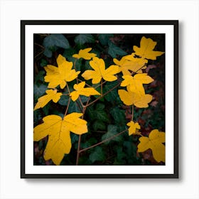 Autumn Leaves In The Forest 2 Art Print