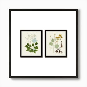 Botanical Set Art Print