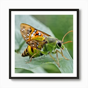 Hummingbird Moth Art Print