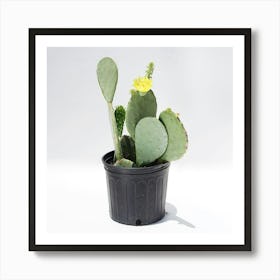 Cactus Art Print