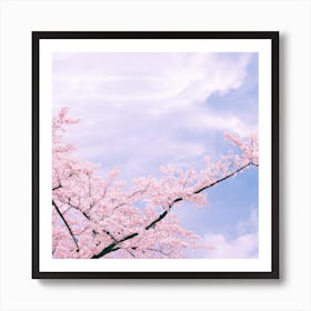 Cherry Blossoms On A Tree Art Print