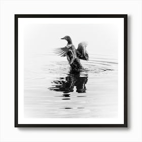 Black And White Duck In The Water With Open Wings. White Art Print