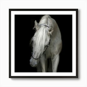 White Horse Art Print