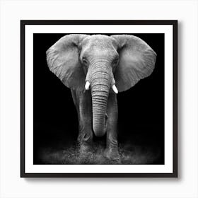 Elephant In Black And White Art Print