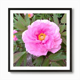 Pink Peony 1 Art Print