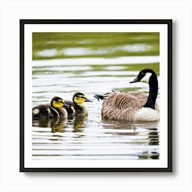 Canadian Geese 8 Art Print