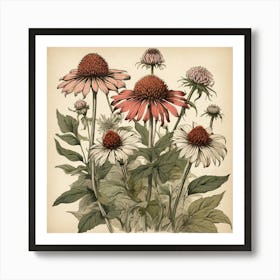 Echinacea Spices And Herbs Retro Drawing Art Print 2 Art Print