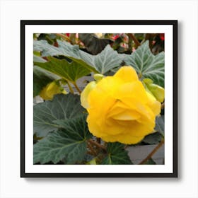 Yellow Begonia Art Print