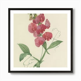 Sweet Peas Art Print