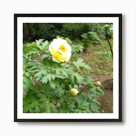 Yellow Peony in Japan 2 Art Print