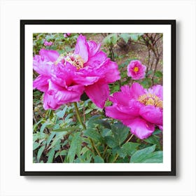 Peonies in Japan 10 Art Print