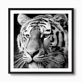 Tiger Portrait Art Print