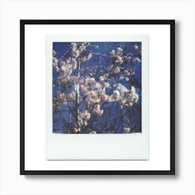 Polaroid Cherry Blossom 05 Art Print