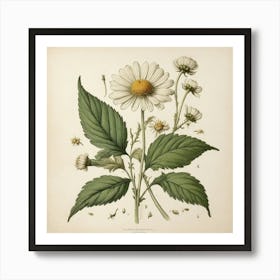 Chamomile Leaf Vintage Botanical Art Print Art Print