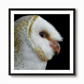 Barn Owl - Barn Owl Stock Videos & Royalty-Free Footage Art Print