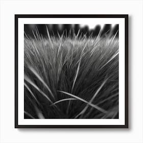 Grass In Black And White 1 Art Print