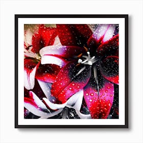 Beautiful red, white and black lilies 2 Art Print