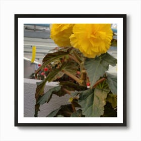 Yellow Flowers Art Print