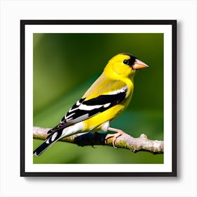 Goldfinch 16 Art Print