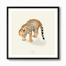 Ocelot Art Print