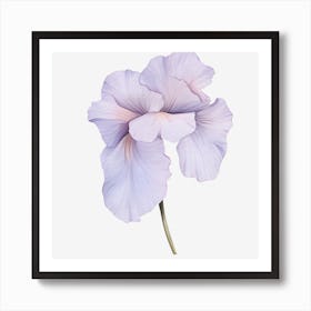 Iris Flower Art Print