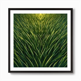 Grass Field At Sunset Art Print