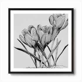 Crocuses Art Print