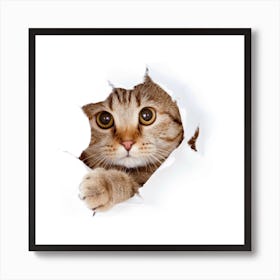 Cat Peeking Out Of Hole Poster