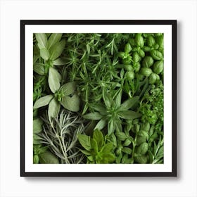 Fresh Herbs 3 Art Print