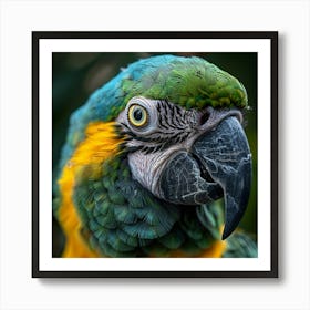 Parrot 16 Art Print