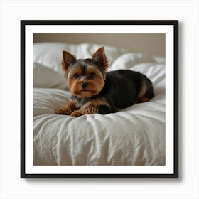 Yorkshire Terrier Art Print