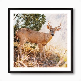 Texas Wild Deer Square Art Print