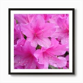 Pink Azaleas 2 Art Print