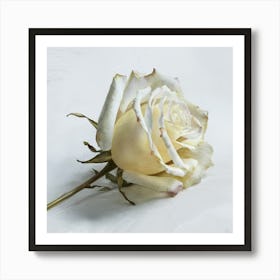 White Rose Art Print