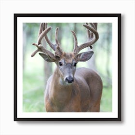 Whitetail Deer Art Print