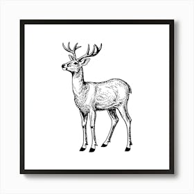 Deer.4 Art Print