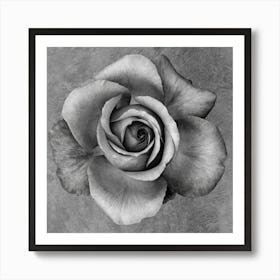 Black And White Rose 1 Art Print