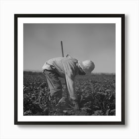 Nyssa, Oregon, Fsa (Farm Security Administration) Mobile Camp, Japanese American Farm Worker By Russell Lee 3 Art Print