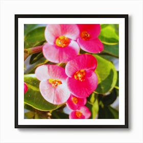 Pink Flowers 3 Art Print