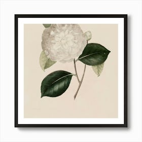 Camellia 2 Art Print