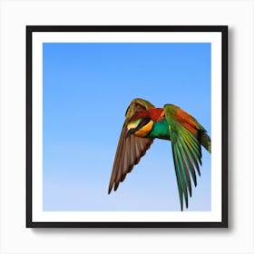 Bee Eater In Flight Art Print