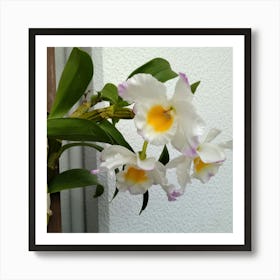 Orchids 27 Art Print