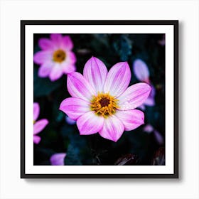 Glowing Dahlias Art Print