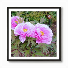 Pink Peonies in Japan 4 Art Print