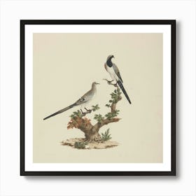 Doves On A Branch Art Print