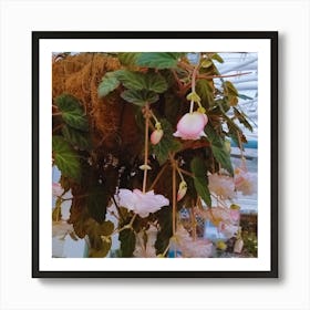 Begonia 27 Art Print